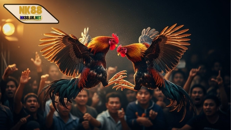 Đá gà Thomo trực tiếp hôm nay - Những điều mà bạn cần biết 6 Đá gà Thomo trực tiếp hôm nay - Những điều mà bạn cần biết