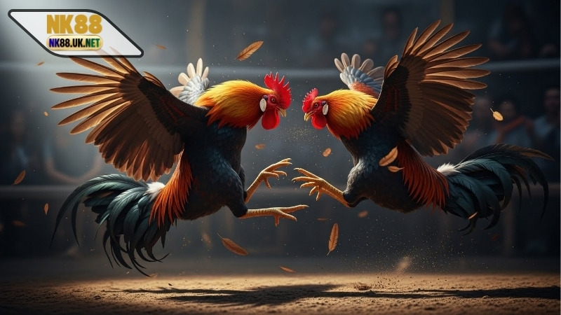 Video đá gà cựa dao mới nhất - Những trận đấu kịch tính nhất 1 Video đá gà cựa dao mới nhất - Những trận đấu kịch tính nhất